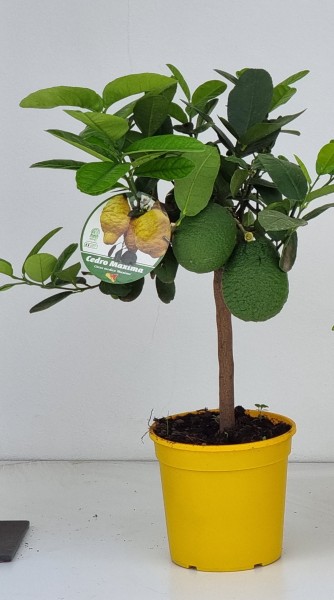 Citrus, Mini-Stamm 22/80 cm Maxima Zitronatzitrone PP-Nr.: IT-19-1627