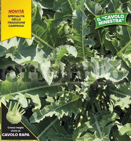 Brokkoli, 6er Tasse cm neapolitanischer (für Suppe) PP-Nr.: IT-08-1868