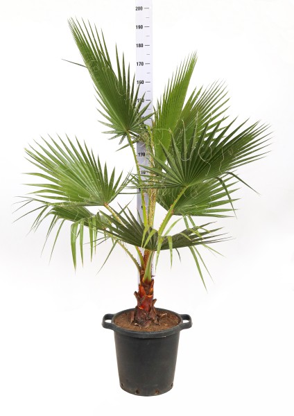 Washingtonia, Busch 35/165 cm PP-Nr.: IT-19-0066