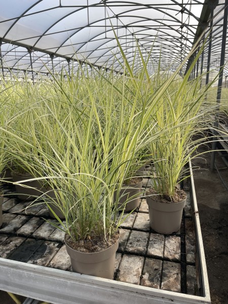 Gräser, Busch 21/70 cm Miscanthus sinensis Variegatus PP-Nr.: IT-16BT0373