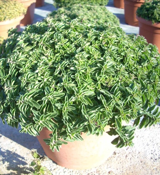 Oregano, Busch 25/60 cm Gewürze PP-Nr.: IT-07-0526
