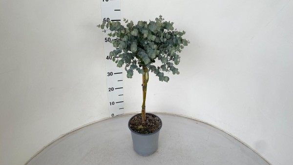 Eucalypthus , Stamm 17/70 cm Baby Blue' weißer Topf PP-Nr.: IT-16-0165