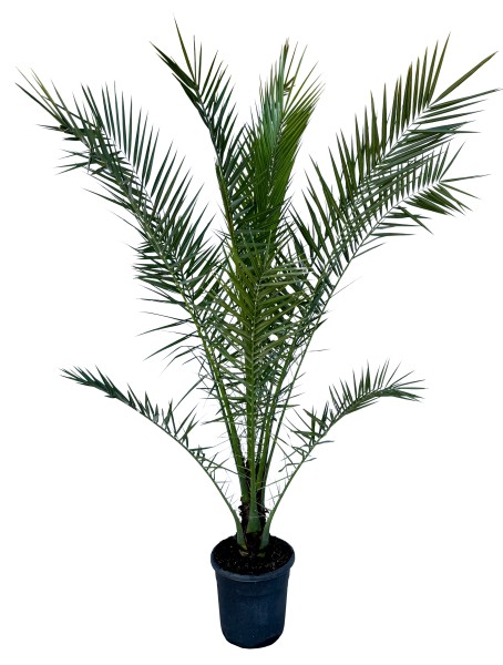 Phönix, Busch 28/155 cm canariensis PP-Nr.: IT-19-0066