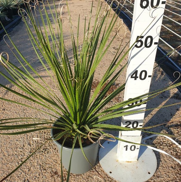 Dasylirion , Bush 3,5 LT/60 cm PP-Nr.: ES-17-46/1610