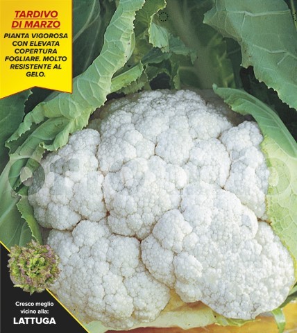 Blumenkohl, 6er Tasse cm März-Blumenkohl, Sorte Scylla (F1) PP-Nr.: IT-08-1868