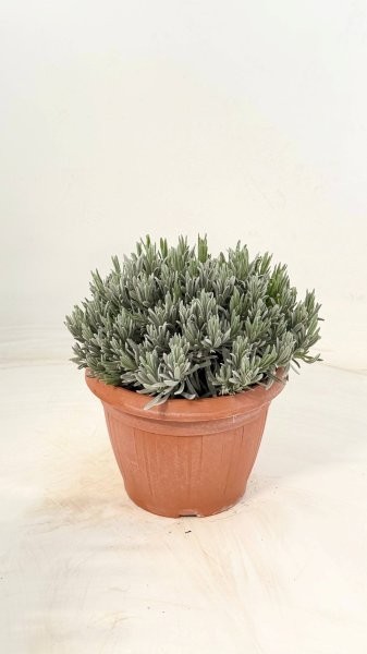 Lavendel, Busch 25/60 cm officinalis Gewürze PP-Nr.: IT-07-0526