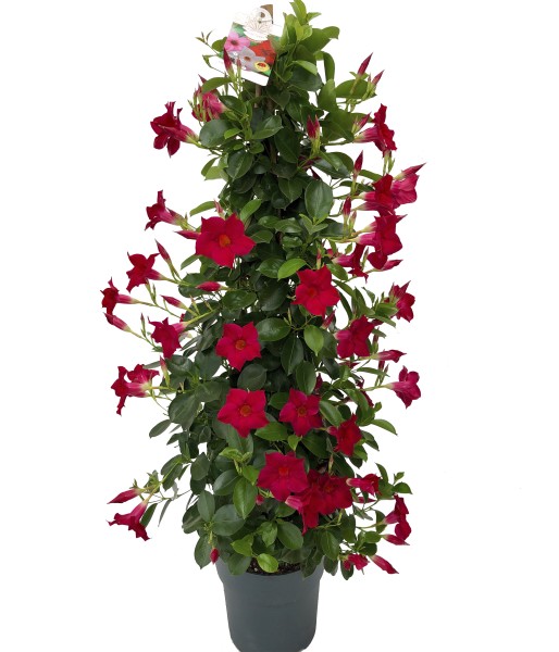 Dipladenia, Pyramide 23/110 cm PP-Nr.: ES 14 30 3185