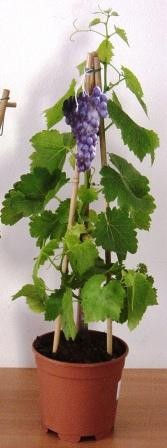 Vitis, Pyramide 14/50 cm Viognier-Alicante PP-Nr.: IT-19-0572