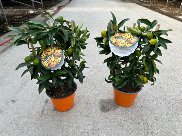 Citrus, Spalier 14/40 cm japonica kumquat PP-Nr.: IT-16-0165