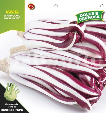 Radicchio, 9er Tasse cm Später Winter-Treviso, Sorte TT 1606 PP-Nr.: IT-08-1868