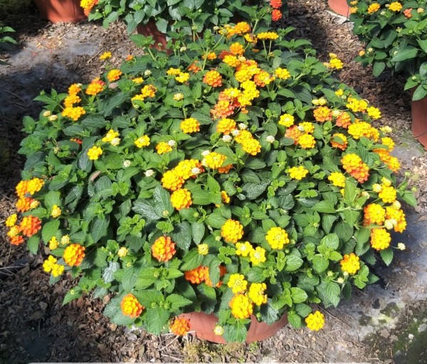 Lantana, Busch 45/80 cm camara - Wandelröschen PP-Nr.: IT-07-0526