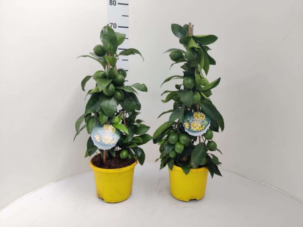 Citrus, Pyramide 19/65 cm limon meyer PP-Nr.: IT-16-0165
