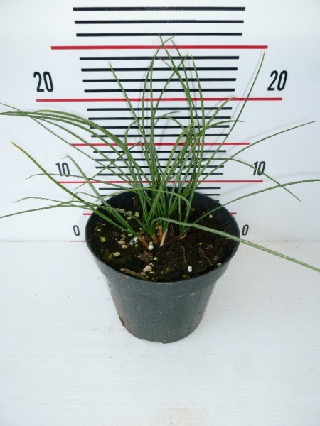 Safran, Busch 14/30 cm Crocus sativus Gewürze PP-Nr.: IT-07-0526