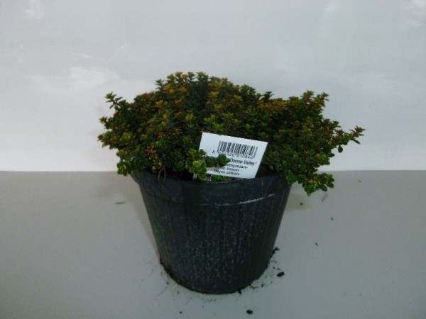 Thymian, Busch 14/20 cm citriodorus "Doone Valley" Gewürze PP-Nr.: IT-07-0526