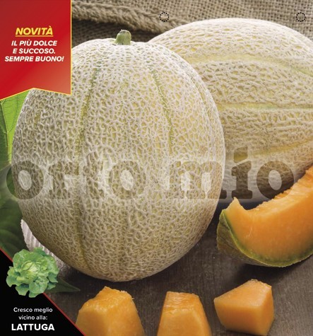 Melonen, 10/20 cm Honigmelone, gerillte Schale, Sorte Magnificenza (F1); resistent gegen Mehltau u