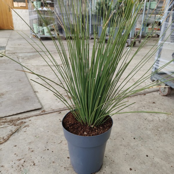 Dasylirion Lonigisimum, Busch 7 LT/70 cm PP-Nr.: ES-17-46/1610