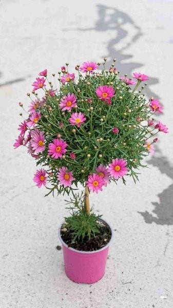 Margeriten, Stamm 18/80 cm rosa PP-Nr.: IT-07-0526