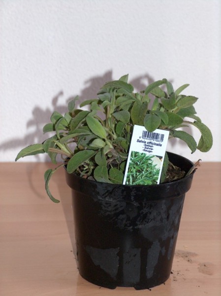 Salbei, Busch 35/70 cm Gewürze PP-Nr.: IT-07-0526