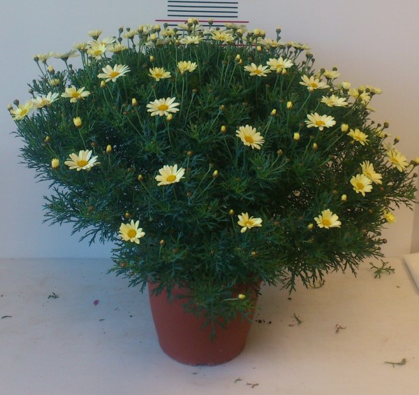 Margeriten, Busch 18/50 cm weiß PP-Nr.: IT-07-0526