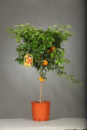 Citrus, Stamm 24/120 cm Reticulata - Manderine PP-Nr.: IT-19-1880