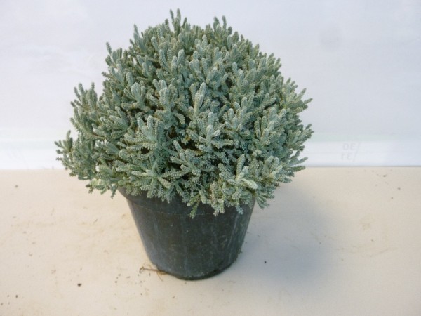Santolina , Busch 14/20 cm "Heiligenkraut" Gewürze PP-Nr.: IT-07-0526