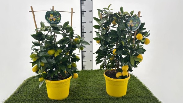 Citrus, Spalier 19/60 cm floridana limequat PP-Nr.: IT-16-0165