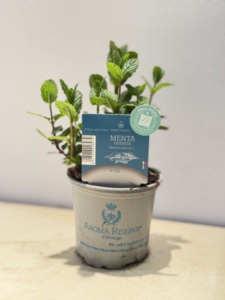 Minze, Busch 9 cm "AROMA RISERVA"® PP-Nr.: IT-07-0248