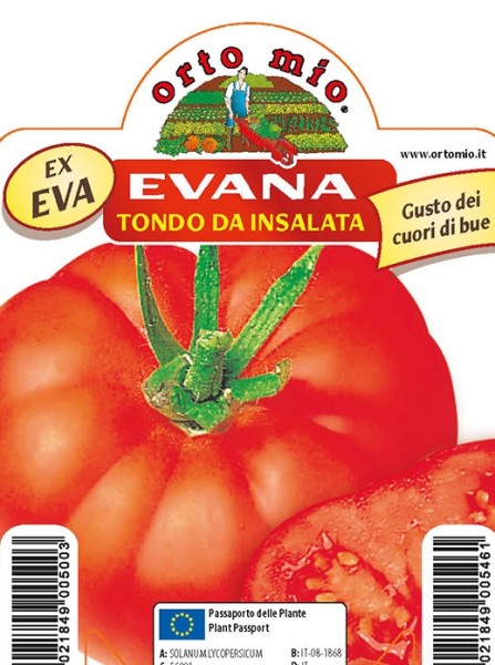 Tomaten, 10/20 cm runde Salattomate, Sorte Evana (F1) PP-Nr.: IT-08-1868