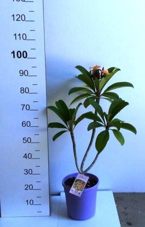Plumeria, Busch 20/60 cm rubra PP-Nr.: IT-19-0296