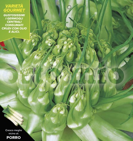 Chicoree, 9er Tasse cm Galatina-Schnitt-Chichoree PP-Nr.: IT-08-1868