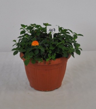 Lantana, Busch 25/60 cm camara - Wandelröschen PP-Nr.: IT-07-0526