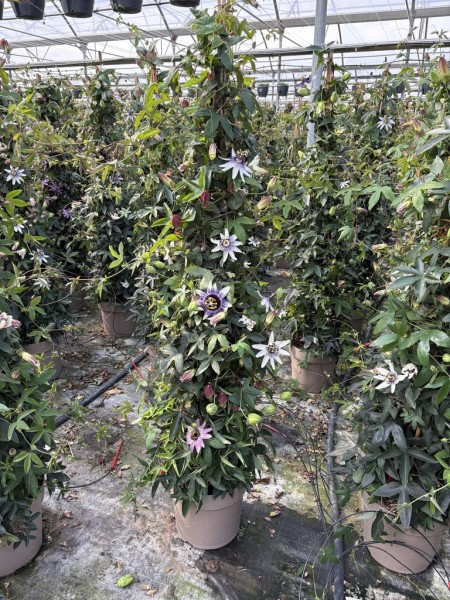 Passiflora , Pyramide 27 cm tricolor PP-Nr.: IT-16BT0373