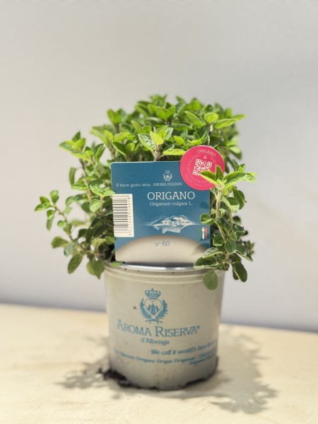 Oregano , Busch 9 cm "AROMA RISERVA"® PP-Nr.: IT-07-0248