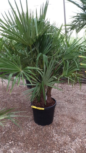 Trachycarpus, Stamm 45 LT/150 cm Fortunei Multi Trunk PP-Nr.: ES-17-46/1610