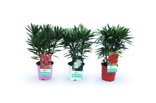 Nerium, Busch 17/40 cm Oleander Mix PP-Nr.: ES-17-46/1519