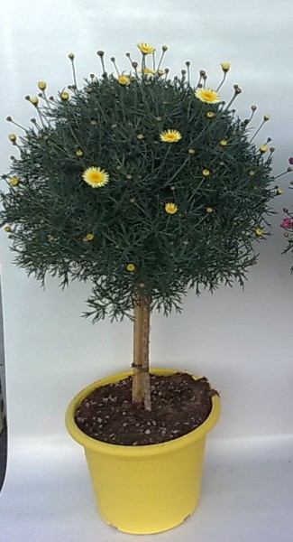 Margeriten, Stamm 18/80 cm gelb PP-Nr.: IT-07-0526