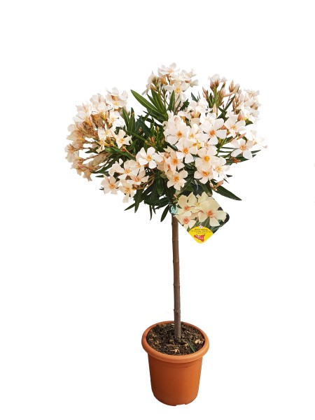 Nerium, Stamm 18/80 cm Oleander, gemischte Farben PP-Nr.: IT-19-0867