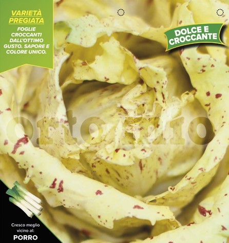 Chicoree, 9er Tasse cm Später Castelfranco, Sorte Lucrezia PP-Nr.: IT-08-1868