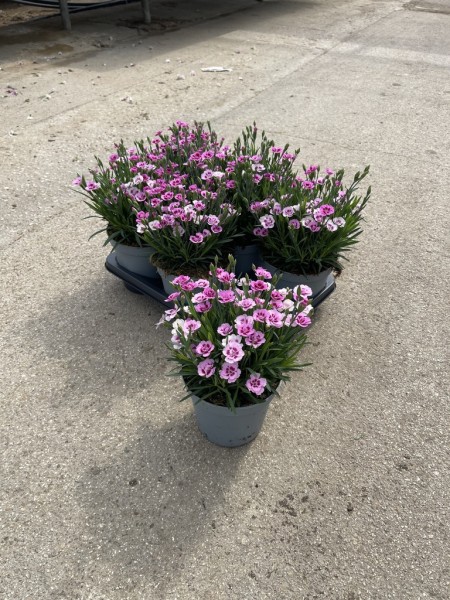 Dianthus, Busch 12 cm "Pink Kisses" PP-Nr.: IT-16BT0373