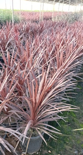 Dracaena Indivisa Red Star, Stamm 10LT/80 cm PP-Nr.: ES-17-46/1610