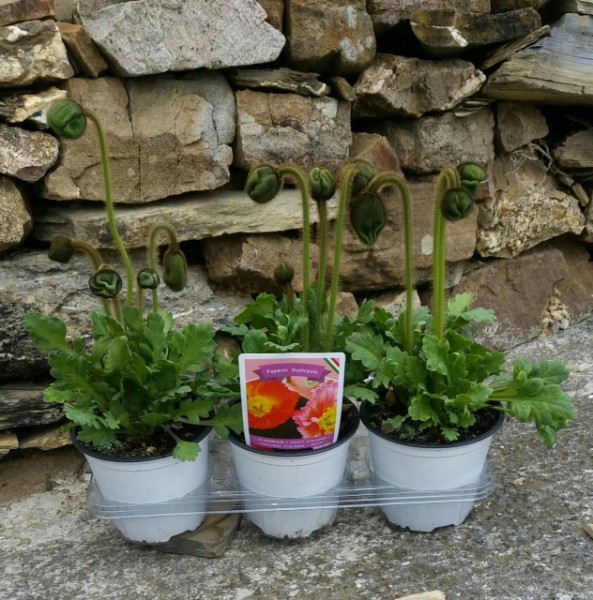 Papaver, Busch 14/30 cm nudicaule - Islandmohn PP-Nr.: IT-07-0526