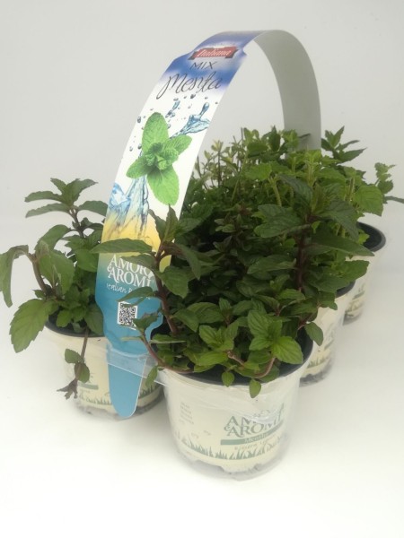 "Aromi e Amore", Busch 10/15 cm Minz-Mix" 6er Pack Gewürze PP-Nr.: IT-07-0526