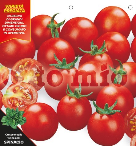 Tomaten Kirschtomate "Bingo", Sorte Twitter (F1), 10/20 cm PP-Nr.: IT-08-1868