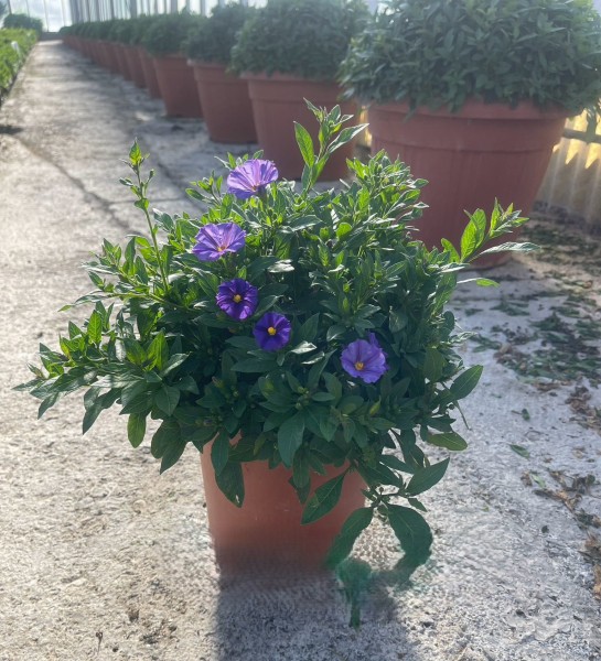 Solanum, Busch 18/50 cm rantonnettii - Enzianstrauch PP-Nr.: IT-07-0526