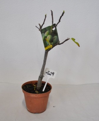 Ficus Carica, Stamm 14/40 cm PP-Nr.: IT-19-0953