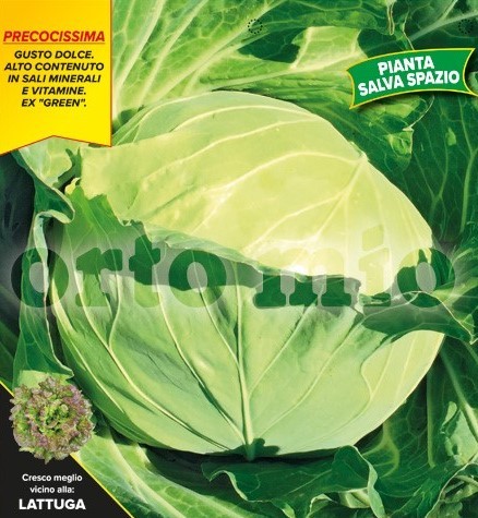 Wirsing, 6er Tasse cm Glattblättriger Wirsing, Sorte Sennen (F1) PP-Nr.: IT-08-1868