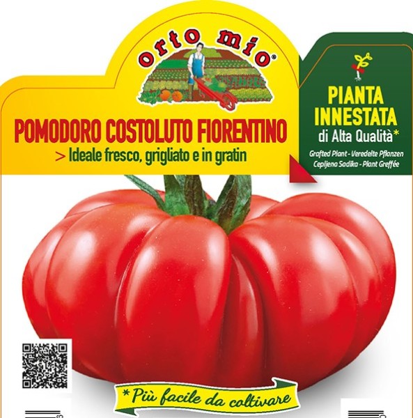 Tomaten veredelt Fleischtomate "Gerippte Florentiner", Sorte Successo F1, 14/30 cm PP-Nr.: IT-08-1
