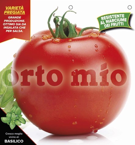 Tomaten runde Salattomate, Sorte Melody (F1), 10/20 cm resistent gegen TSWV-Virus PP-Nr.: IT-08-1