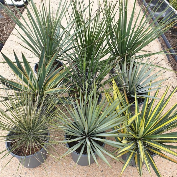 Yucca Mix, Busch 3,5 LT/60 cm PP-Nr.: ES-17-46/1610