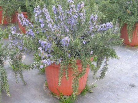 Rosmarin, Busch 35/70 cm prostratus Gewürze PP-Nr.: IT-07-0526